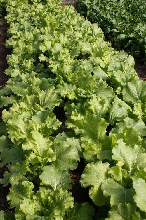 Tokyo Bekana ready to be harvested.