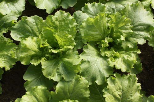 Tokyo Bekana ready to be cut.