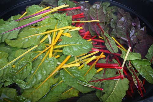 Swiss Chard in the washing tank.