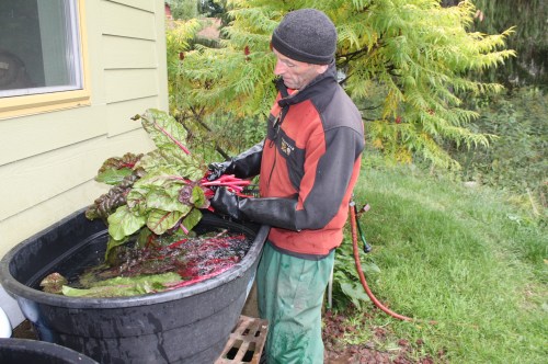 Scott washing the Swiss Chard.