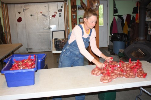 Portioning out the fingerling potato harvest.