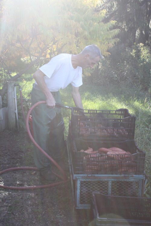 Scott washing the sweet potatoes in the sunshine....