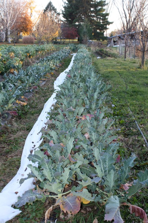 Broccoli in the fiield. 