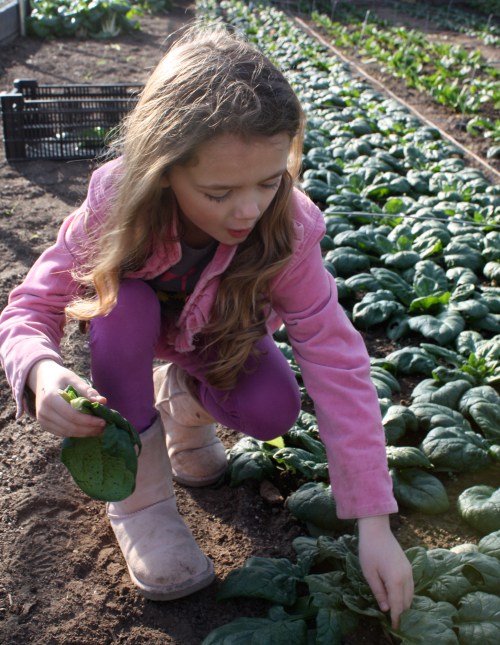 Maeve helping and eating the greens harvest....