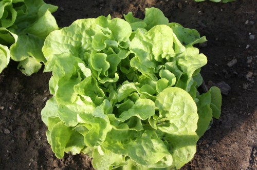 Lettuce ready to be harvested in the hoop house.
