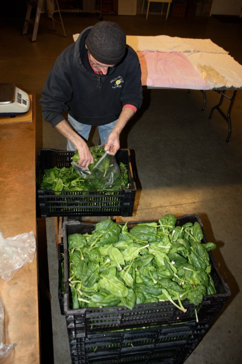 Scott bagging up the pounder+ bags for the shares after a triple rinse.