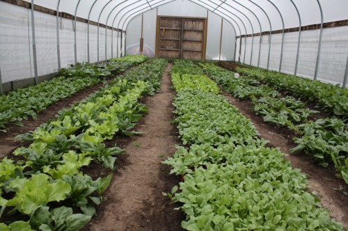 Here's dinner this week. Ready to be harvested!