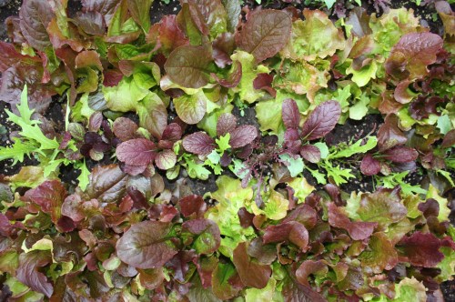 Leaf lettuce at harvest.