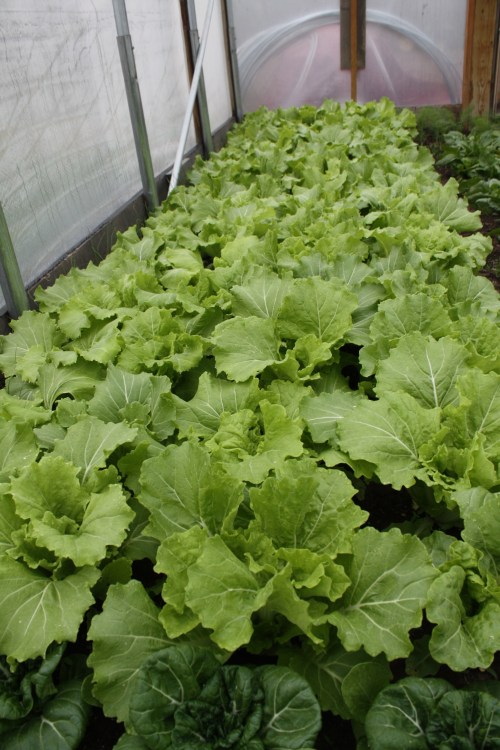 Tokyo Bekana in the hoop house ready for harvest.