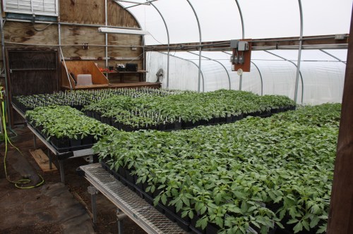 Same tomato plants 1 week after upgrade transplanting.