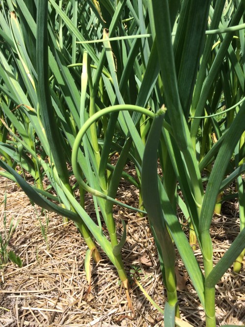 Garlic Scapes....maybe for next week's shares.