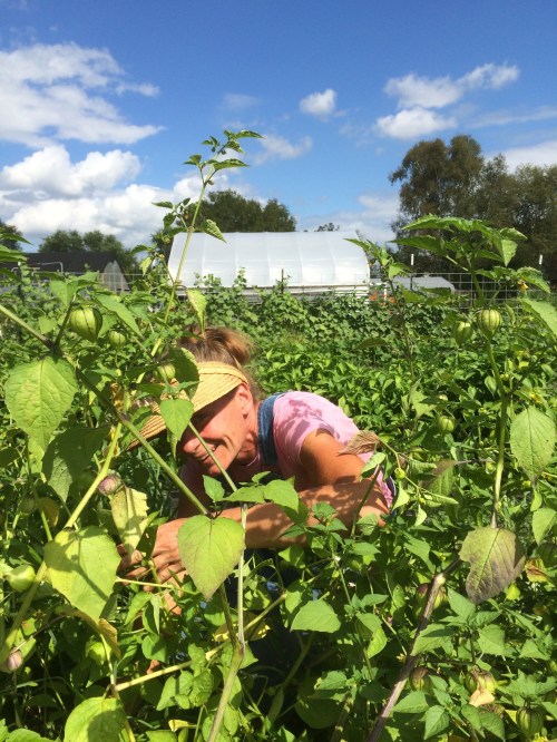 Tomatillo harvesting in our test plot.