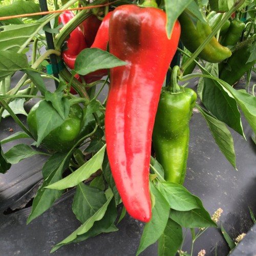 Sweet Carmen ready to be picked.