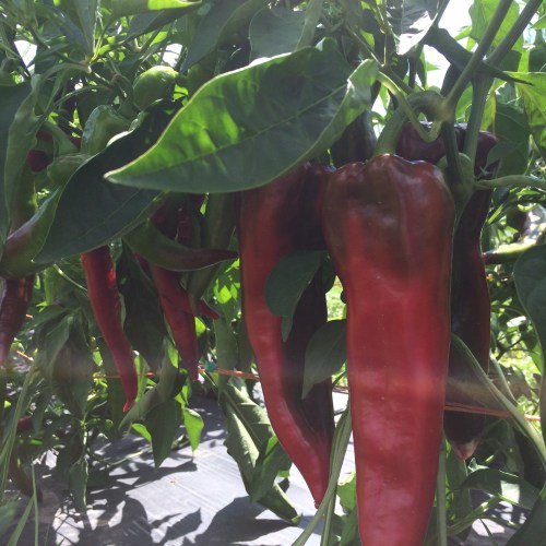 Carmen Peppers in the hot summer haze.
