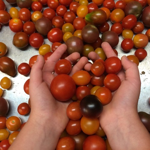 Tomato Cleaning before they are put in containers.