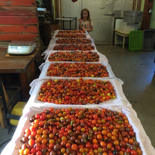 Your cherry tomato washer and "quality control" inspector.