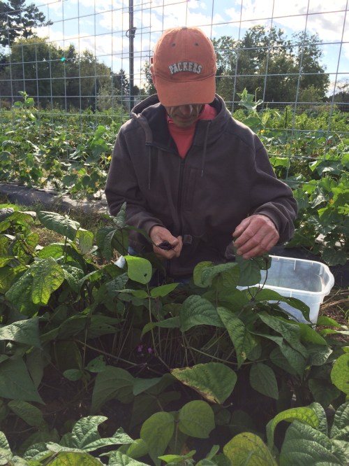 Scott harvesting the last beans of the season.