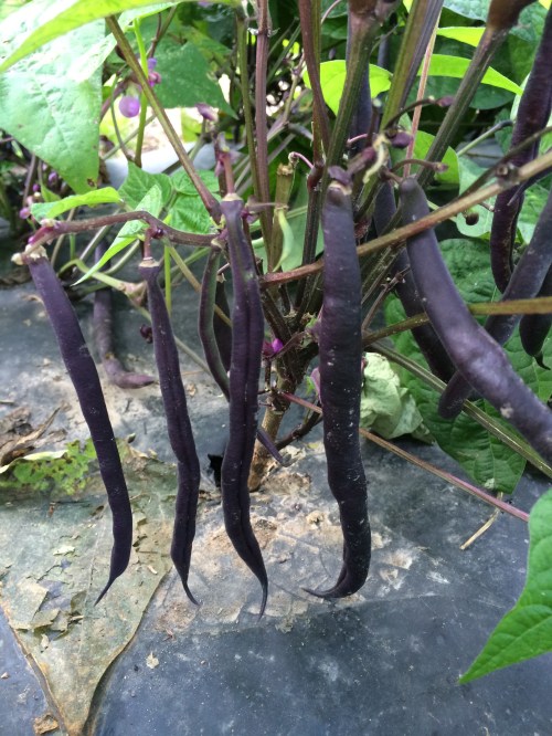 Last beans of the season.