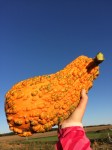 IMG_3924