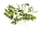salad-burnet-1