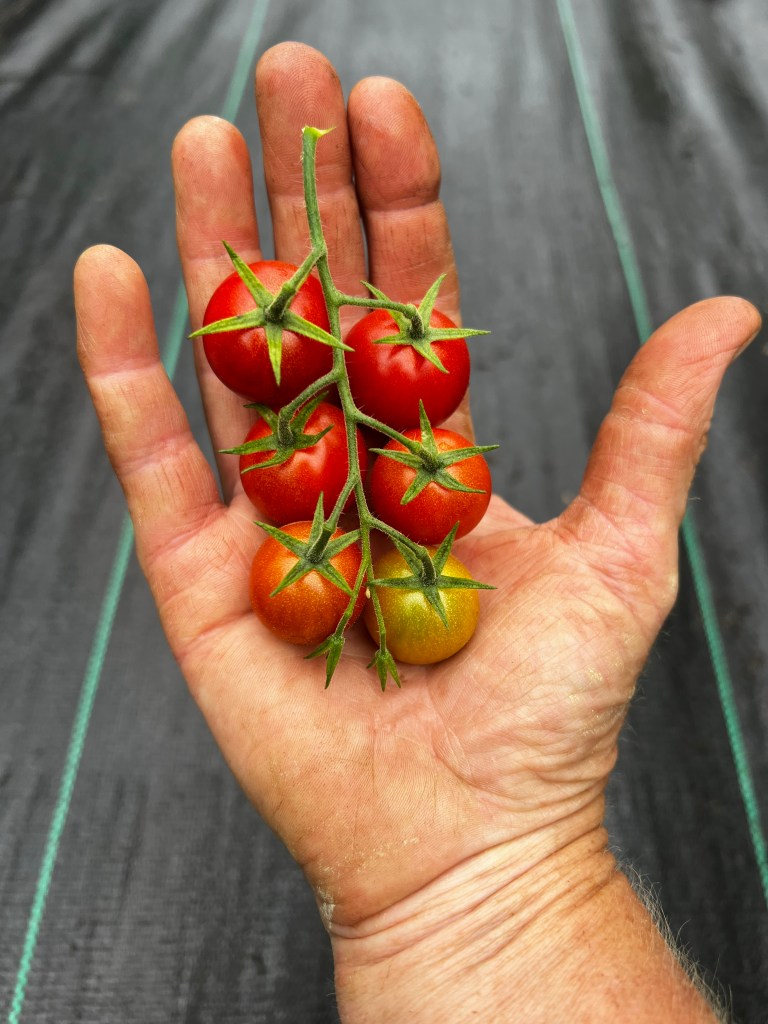 This image has an empty alt attribute; its file name is img_0869.jpeg