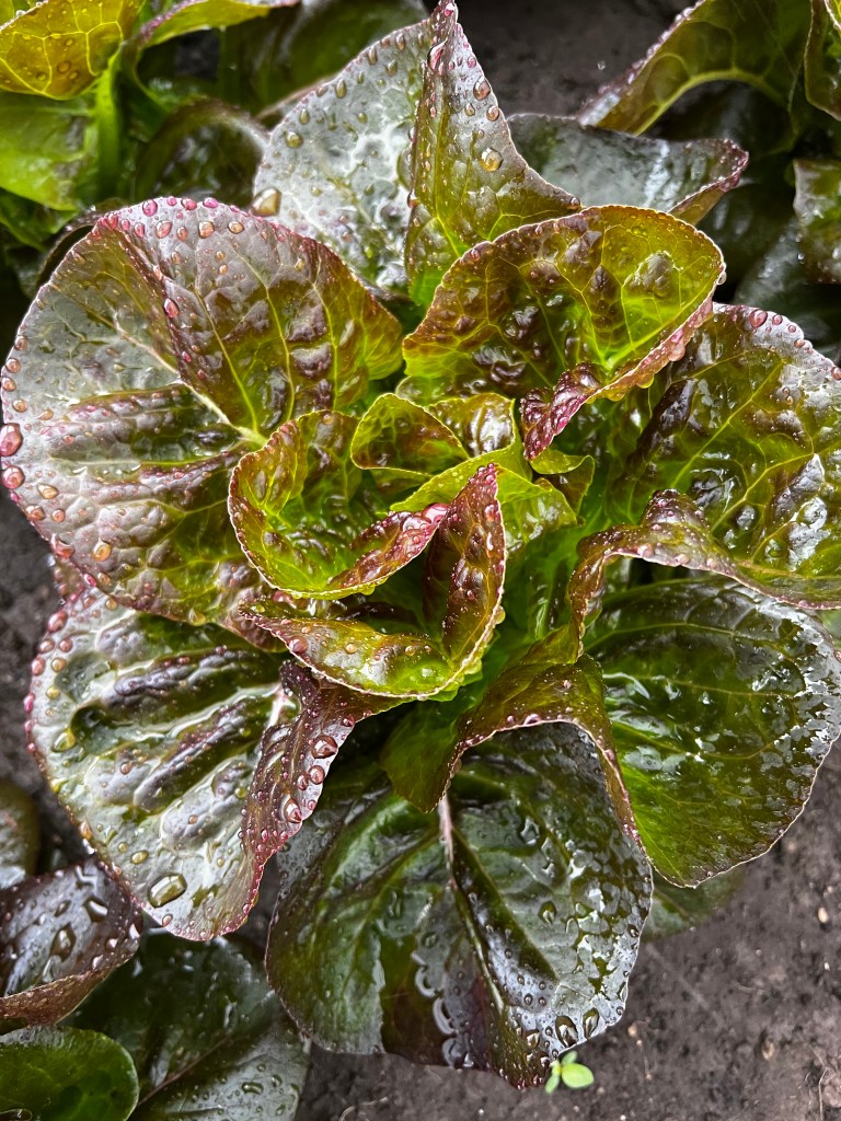 This image has an empty alt attribute; its file name is img_0896-2.jpeg