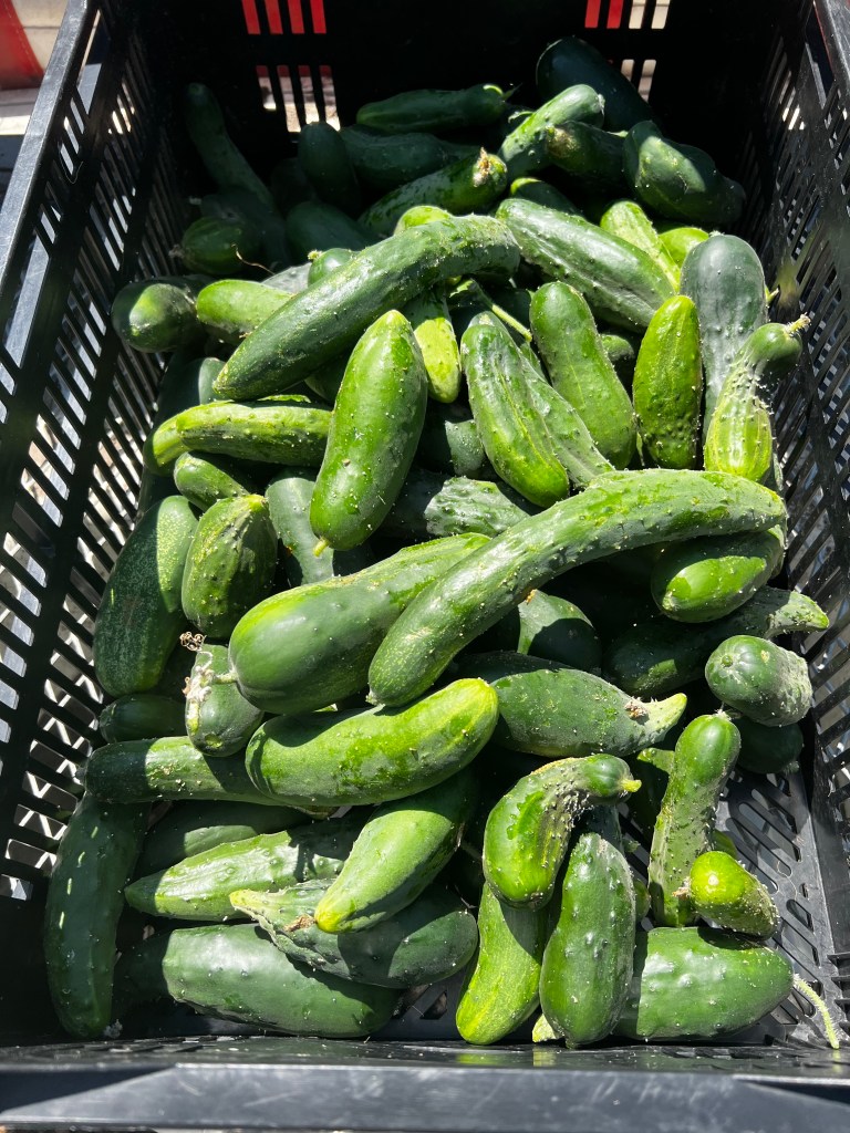 This image has an empty alt attribute; its file name is img_0928.jpeg