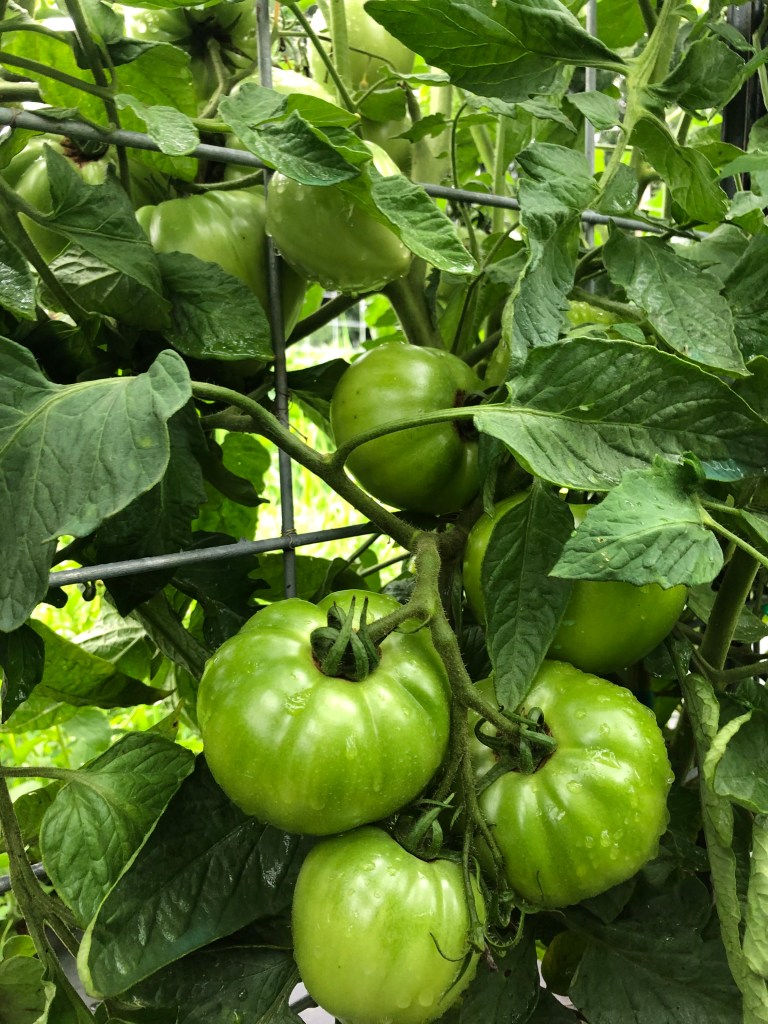 This image has an empty alt attribute; its file name is img_4116.jpeg